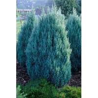 Juniperus chinensis'Stricta' 