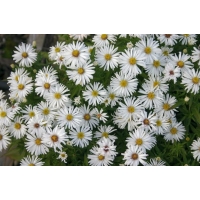 Aster dumosus'Kristina'