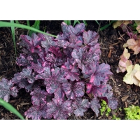 Heuchera'Midnight Rose'