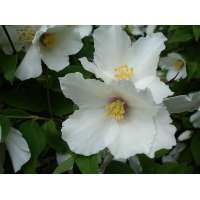 Philadelphus triflorus 