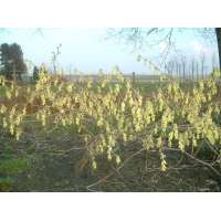 Corylopsis spicata 