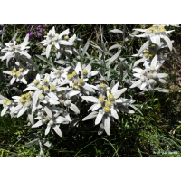 Leontopodium alpinum