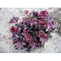 Heuchera'Purple Petticoats'