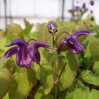 Epimedium grandiflorum'Shiho'