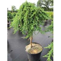 Juniperus communis'Green Mantle' 