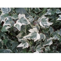Hedera helix'White Ripple' 