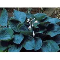 Hosta'Bressingham Blue' 