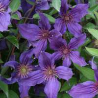 Clematis'Saphyra Violetta' 