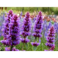 Agastache'Blue Boa'
