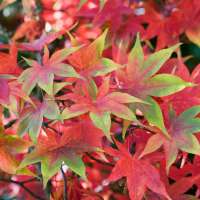 Acer palmatum'Osakasuki' 