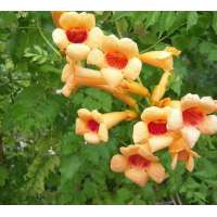 Campsis radicans'Judy' 