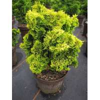 Chamaecyparis obtusa'Nana Aurea' 