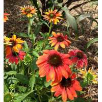 Echinacea purpurea'Cheyenne Spirit'