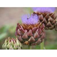 Cynara scolymus