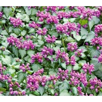 Lamium maculatum'Red Nancy'