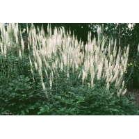 Actaea racemosa