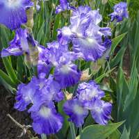Iris germanica'City Lights'