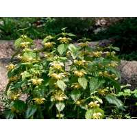 Lamiastrum galeobdolon