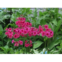 Primula japonica'Miller's Crimson'