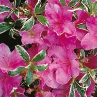 Azalea japonica'Silver Queen' 