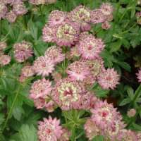 Astrantia major'Pink Button'