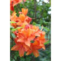 Azalea knaphill'Golden Eagle' 