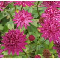 Astantia major'Capri'