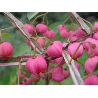 Euonymus phellomanus 