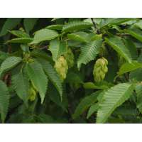 Carpinus japonica 