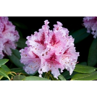 Rhododendron'Osmar' 