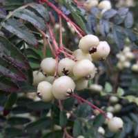 Sorbus frutescens'Albocarmensinae' 