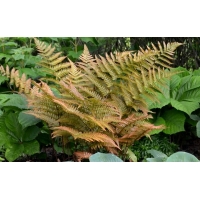 Dryopteris erythrosora