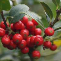 Ilex meserveae'Heckenfee' 