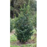 Ilex meserveae'Blue Maid' 