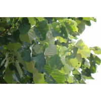 Tilia tomentosa'Brabant' leivorm 