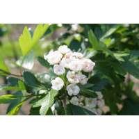 Crataegus mordenensis'Toba' 