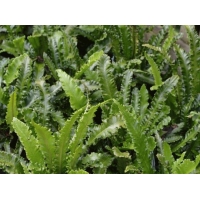 Asplenium scolopendrium'Angustatum'