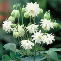 Aquilegia'Green Apples'