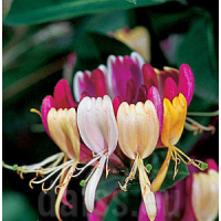 Lonicera periclymenum'Chojnów' 