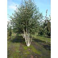 Betula utilis'Doorenbos' 