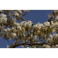 Amelanchier arborea'Robin Hill' 
