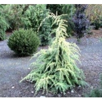 Cedrus deodara'Gold Cascade' 