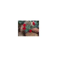 Dianthus plumarius'Desmond'