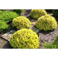 Berberis thunbergii'Goldalita' 