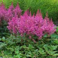 Astilbe'Maggie Daley'
