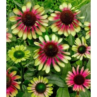Echinacea purpurea'Green Twister'