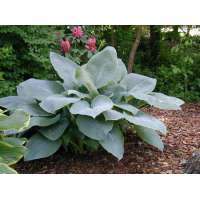 Hosta'Blue Mammoth'