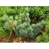 Pinus parviflora'Kinpo' 