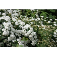 Spiraea arguta 