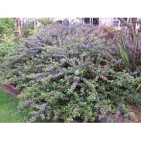 Ceanothus griseus'Ynkee Point' 